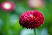 bloemen en planten vvbvanbree     1113